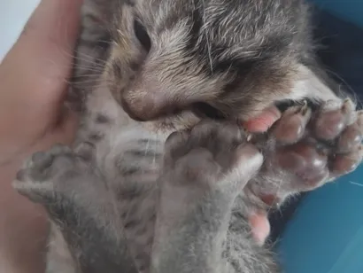 Gato raça SRD-ViraLata idade Abaixo de 2 meses nome não tem