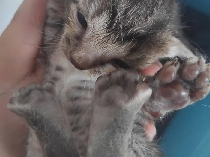 Gato raça SRD-ViraLata idade Abaixo de 2 meses nome não tem