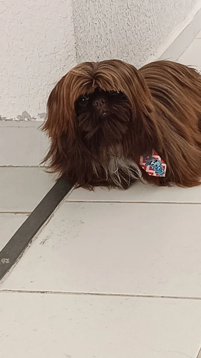 Cachorro raça Shitzu idade 7 a 11 meses nome chocolate 