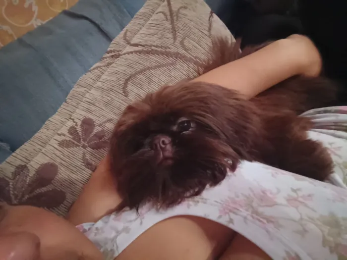 Cachorro raça Shitzu idade 7 a 11 meses nome chocolate 