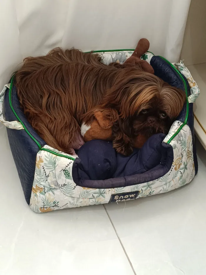 Cachorro raça Shitzu idade 7 a 11 meses nome chocolate 