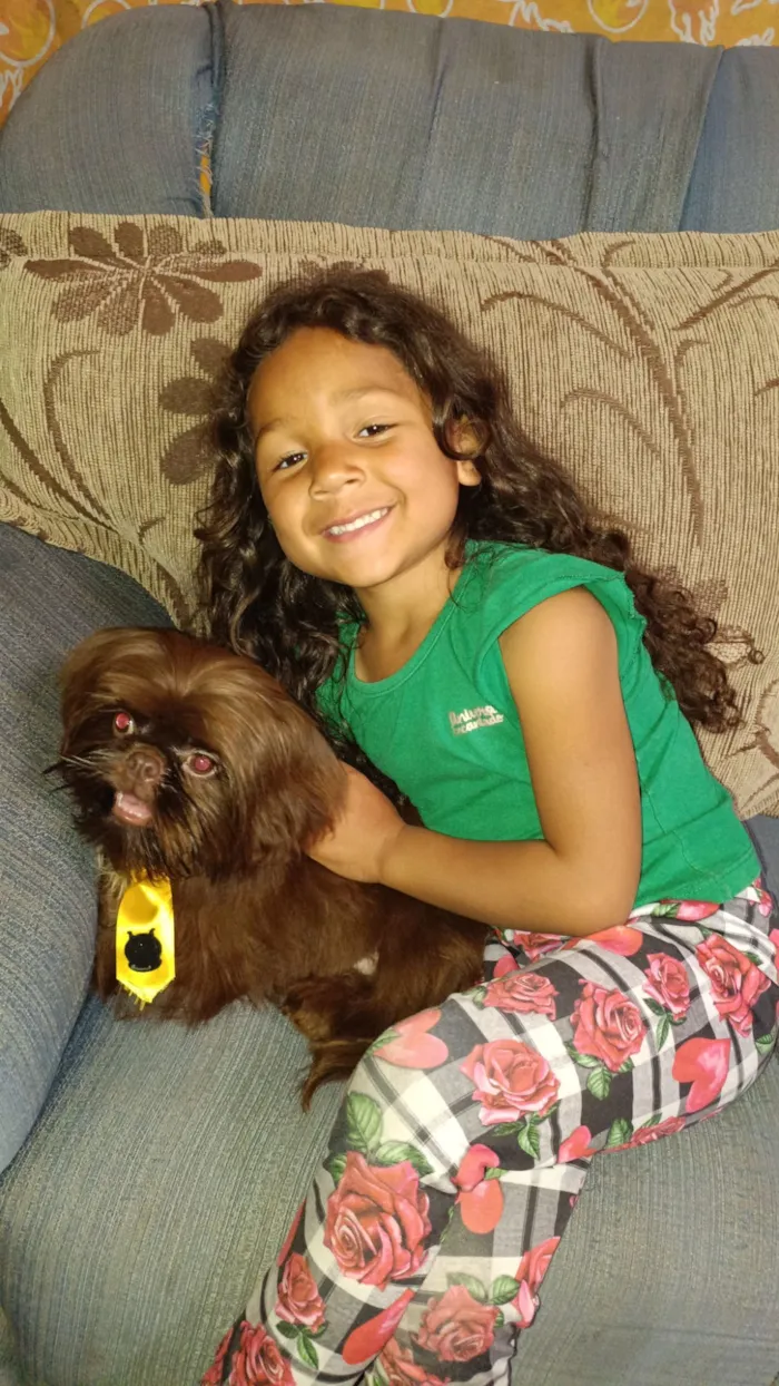 Cachorro raça Shitzu idade 7 a 11 meses nome chocolate 