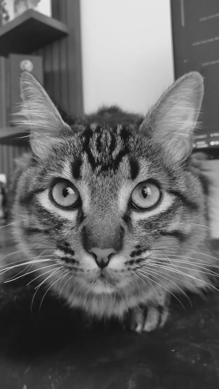 Gato raça SRD-ViraLata idade 2 a 6 meses nome Taylor Alison