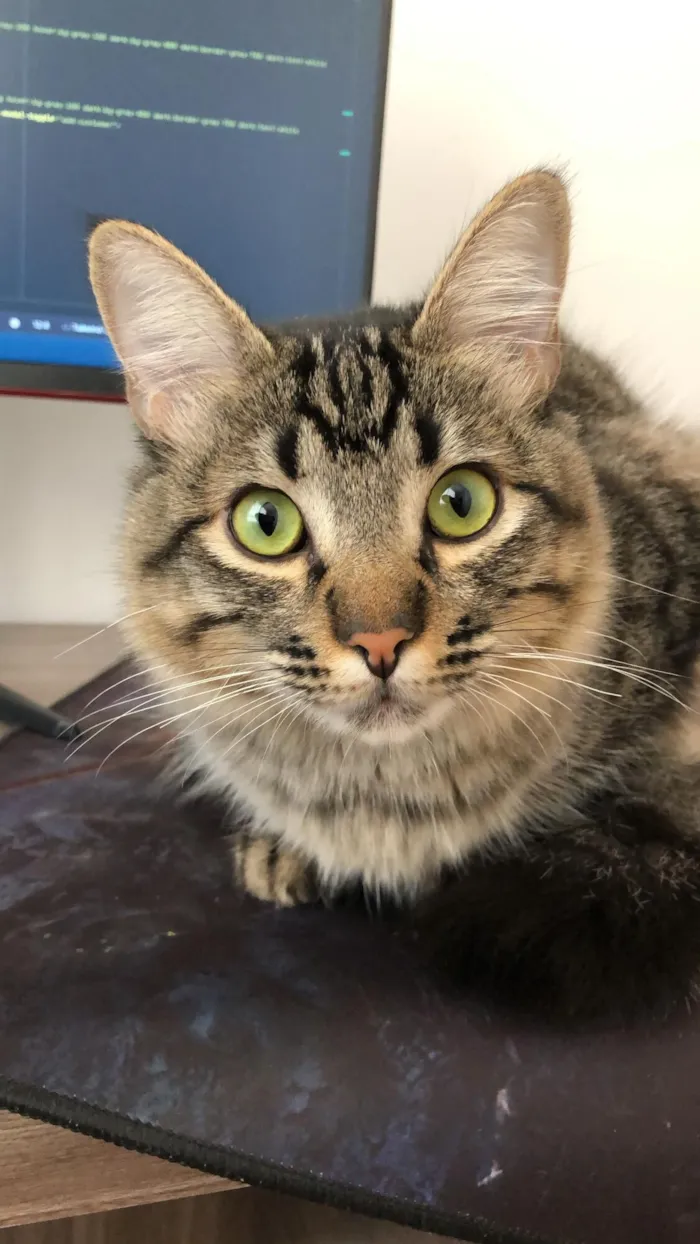 Gato raça SRD-ViraLata idade 2 a 6 meses nome Taylor Alison