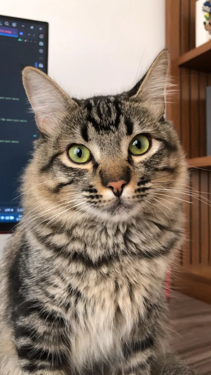 Gato raça SRD-ViraLata idade 2 a 6 meses nome Taylor Alison