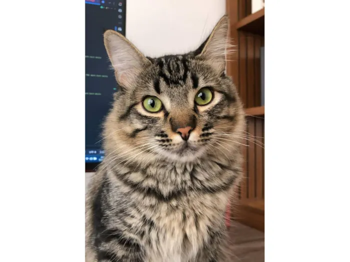 Gato raça SRD-ViraLata idade 2 a 6 meses nome Taylor Alison