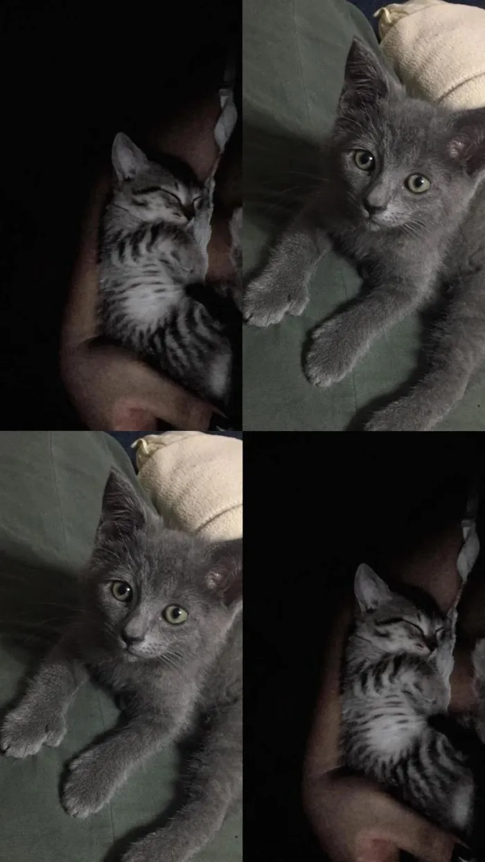 Gato raça SRD-ViraLata idade 2 a 6 meses nome safira e fumaça 