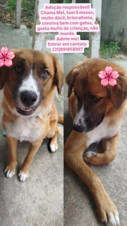 Cachorro raça SRD-ViraLata idade 7 a 11 meses nome Mel