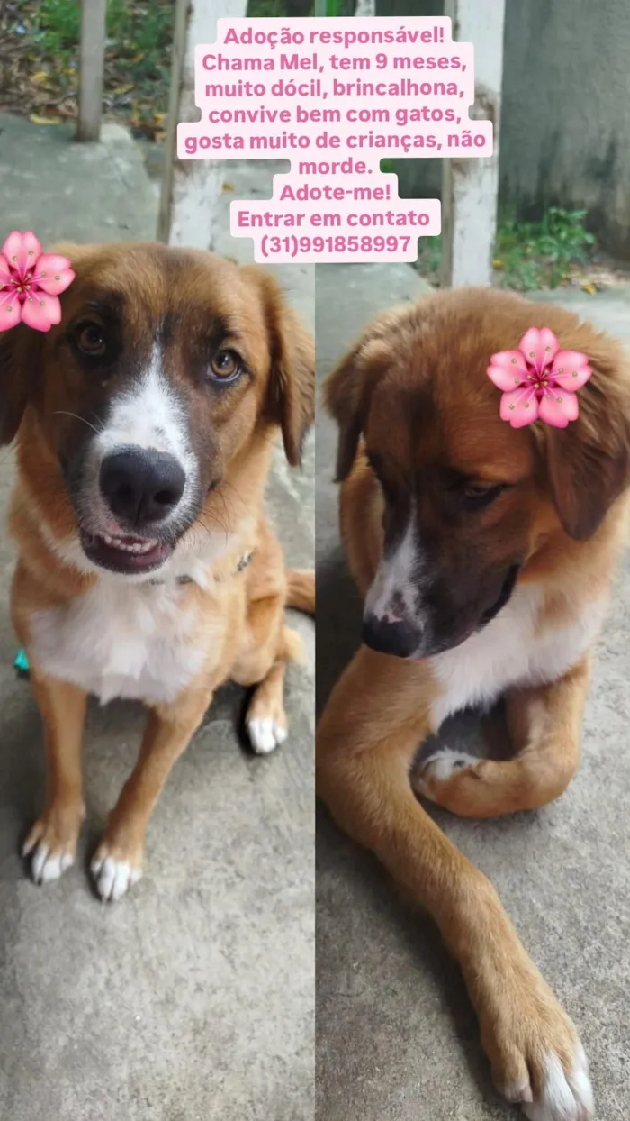 Cachorro raça SRD-ViraLata idade 7 a 11 meses nome Mel