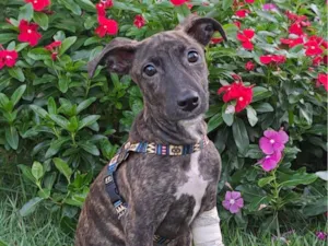 Cachorro raça SRD-ViraLata idade 2 a 6 meses nome Gita