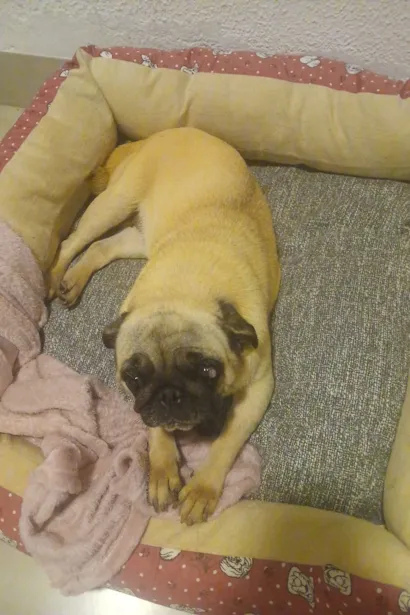 Cachorro raça SRD-ViraLata idade 4 anos nome sophia