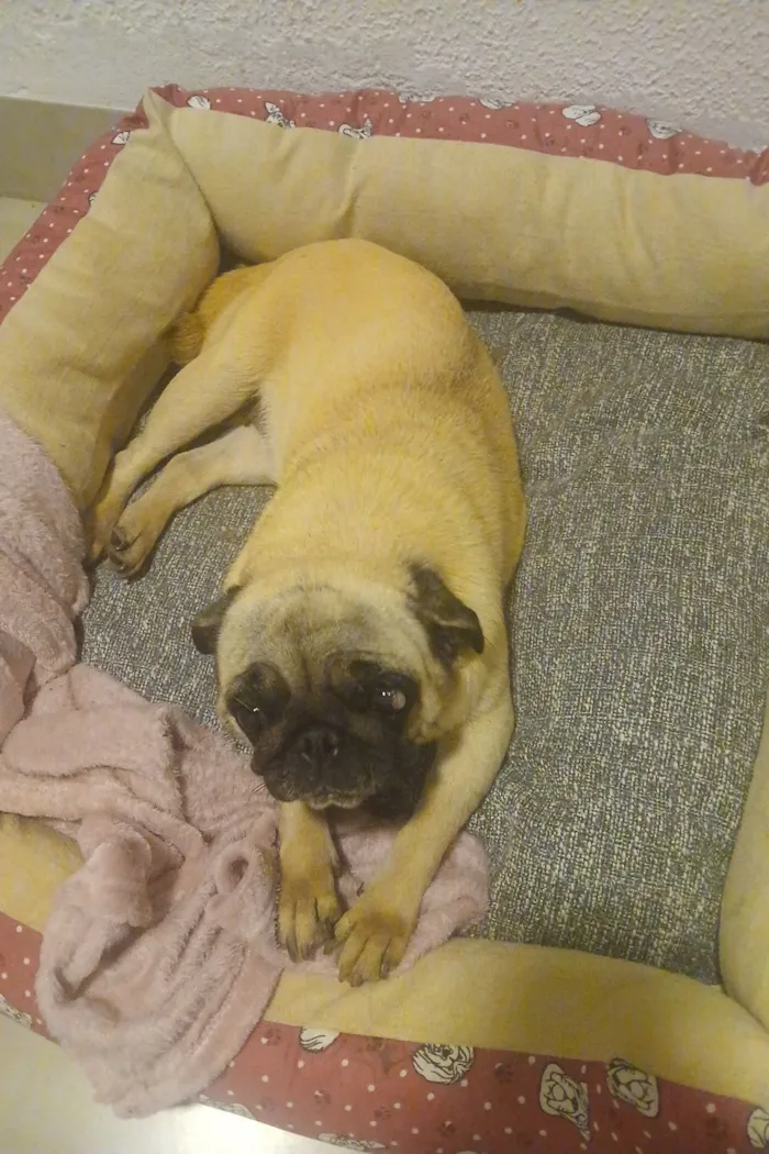 Cachorro raça SRD-ViraLata idade 4 anos nome sophia