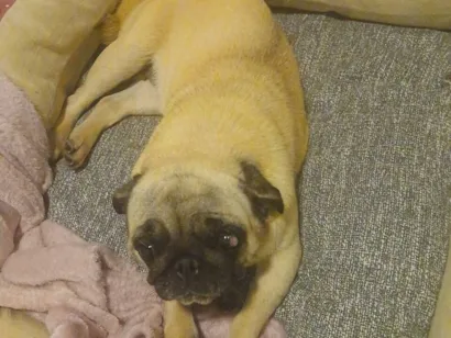 Cachorro raça SRD-ViraLata idade 4 anos nome sophia