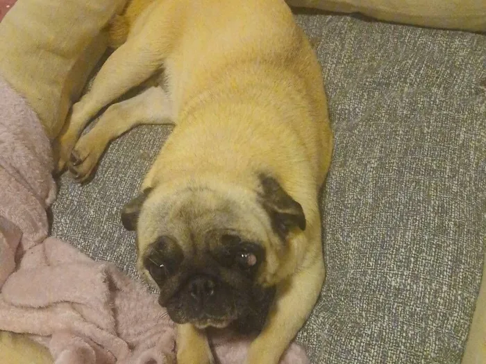 Cachorro raça SRD-ViraLata idade 4 anos nome sophia