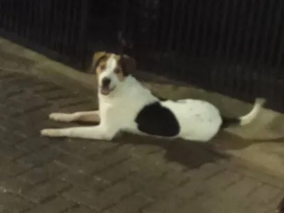 Cachorro raça SRD-ViraLata idade 3 anos nome lucky