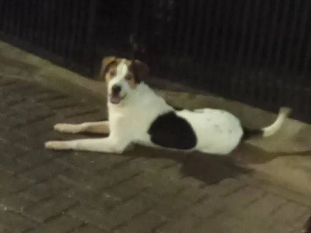 Cachorro raça SRD-ViraLata idade 3 anos nome lucky