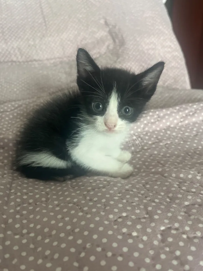 Gato raça SRD-ViraLata idade Abaixo de 2 meses nome Sustenido