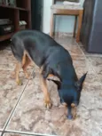 Pinscher Lili