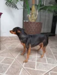 Pinscher Lili