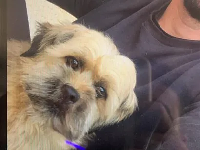 Cachorro raça Lhasa Apso idade 6 ou mais anos nome Marley