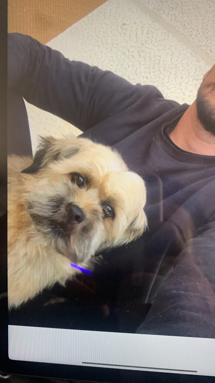 Cachorro raça Lhasa Apso idade 6 ou mais anos nome Marley