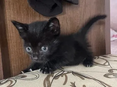 Gato raça SRD-ViraLata idade Abaixo de 2 meses nome Adhara