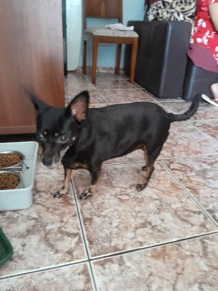 Cachorro raça Pinscher idade 7 a 11 meses nome Pinscher Lolla