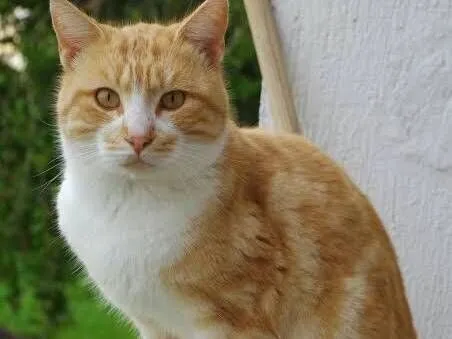 Gato raça SRD-ViraLata idade 1 ano nome caramelo 