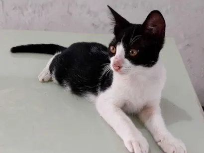 Gato raça SRD-ViraLata idade 2 a 6 meses nome Pingo