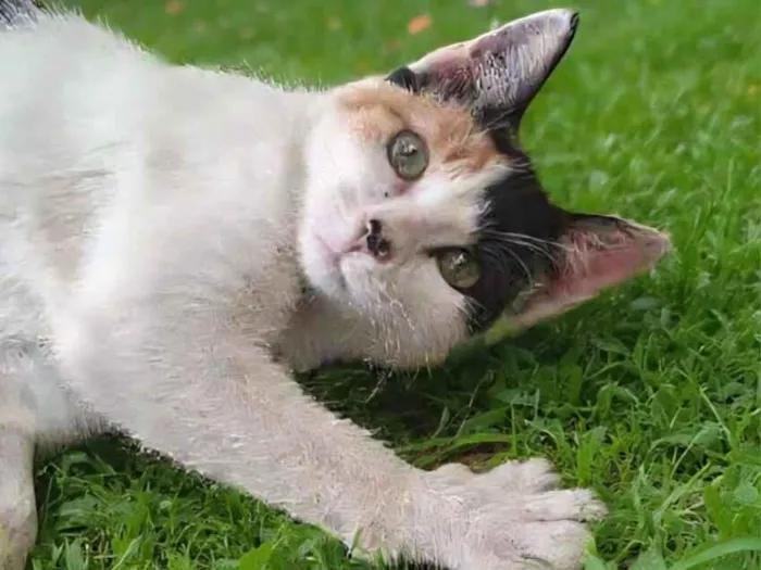 Gato raça SRD-ViraLata idade 2 a 6 meses nome Gatinha