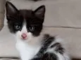 Frajolinha