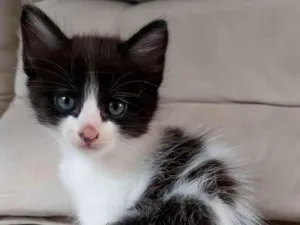 Gato raça SRD-ViraLata idade Abaixo de 2 meses nome Frajolinha