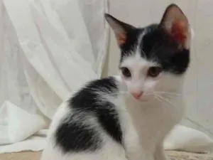 Gato raça SRD-ViraLata idade 2 a 6 meses nome pipoca