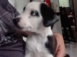Cachorro raça SRD-ViraLata idade 2 a 6 meses nome fumaça