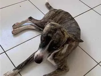 Cachorro raça SRD-ViraLata idade 1 ano nome Maya