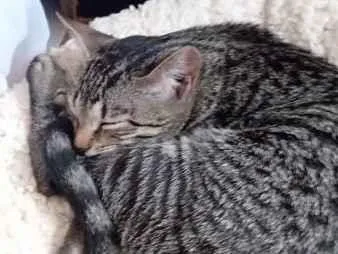 Gato raça SRD-ViraLata idade 2 a 6 meses nome chaninha