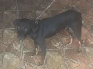 Cachorro raça SRD-ViraLata idade 7 a 11 meses nome Scooby 