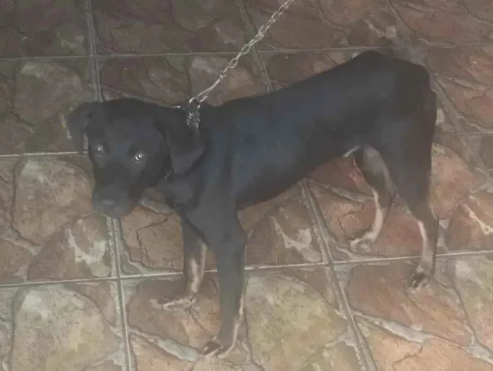 Cachorro raça SRD-ViraLata idade 7 a 11 meses nome Scooby 