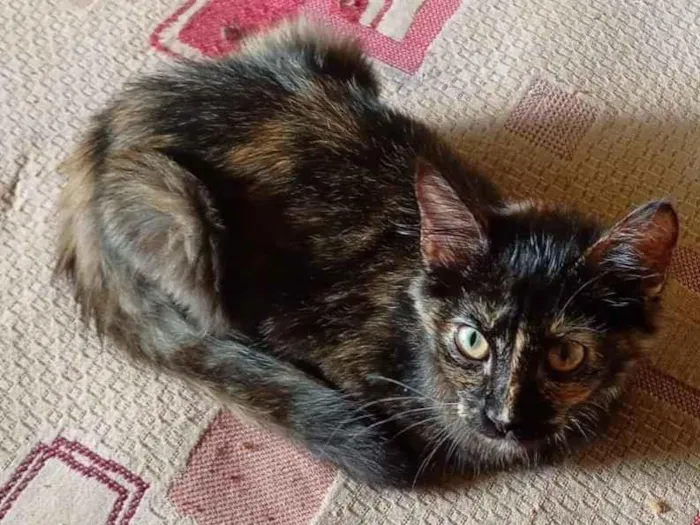 Gato raça SRD-ViraLata idade 2 a 6 meses nome Nao possui