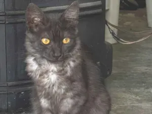 Gato raça SRD-ViraLata idade 7 a 11 meses nome Lari
