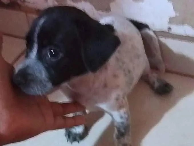Cachorro raça SRD-ViraLata idade Abaixo de 2 meses nome não tem nome