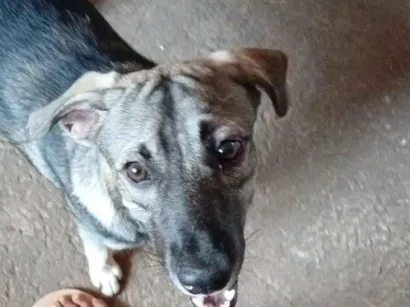 Cachorro raça SRD-ViraLata idade 7 a 11 meses nome totó 