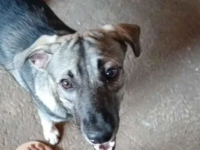 Cachorro raça SRD-ViraLata idade 7 a 11 meses nome totó 