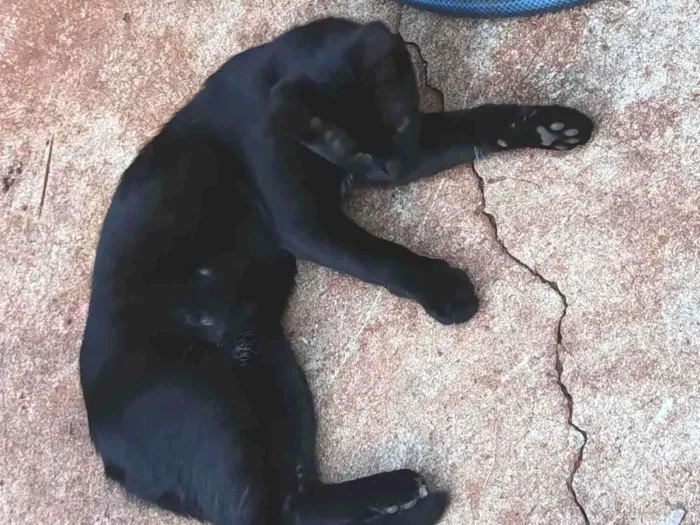 Gato raça SRD-ViraLata idade 2 a 6 meses nome Polenta 