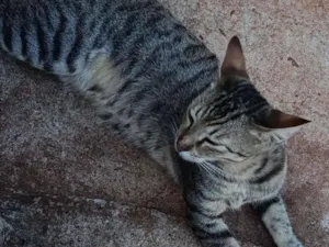 Gato raça SRD-ViraLata idade 2 a 6 meses nome Luna