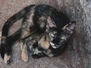 Gato raça SRD-ViraLata idade 2 a 6 meses nome Mingau