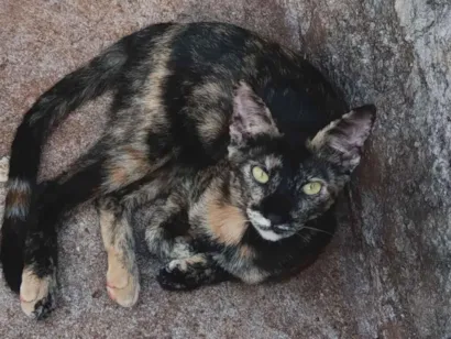 Gato raça SRD-ViraLata idade 2 a 6 meses nome Mingau