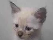 Gato raça SRD-ViraLata idade Abaixo de 2 meses nome serelepe