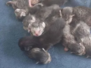 Gato raça SRD-ViraLata idade Abaixo de 2 meses nome O nome é com vcs