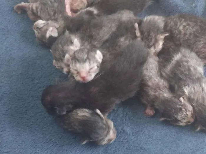 Gato raça SRD-ViraLata idade Abaixo de 2 meses nome O nome é com vcs